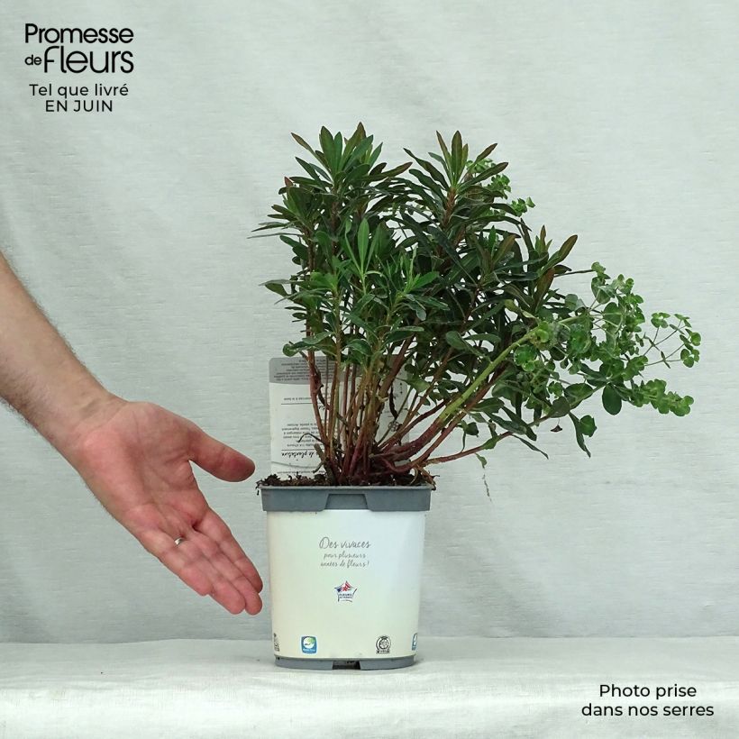 Esimerkki kesällä toimitetusta Mantelityräkki Purpurea Pot de 2L/3L-taimesta