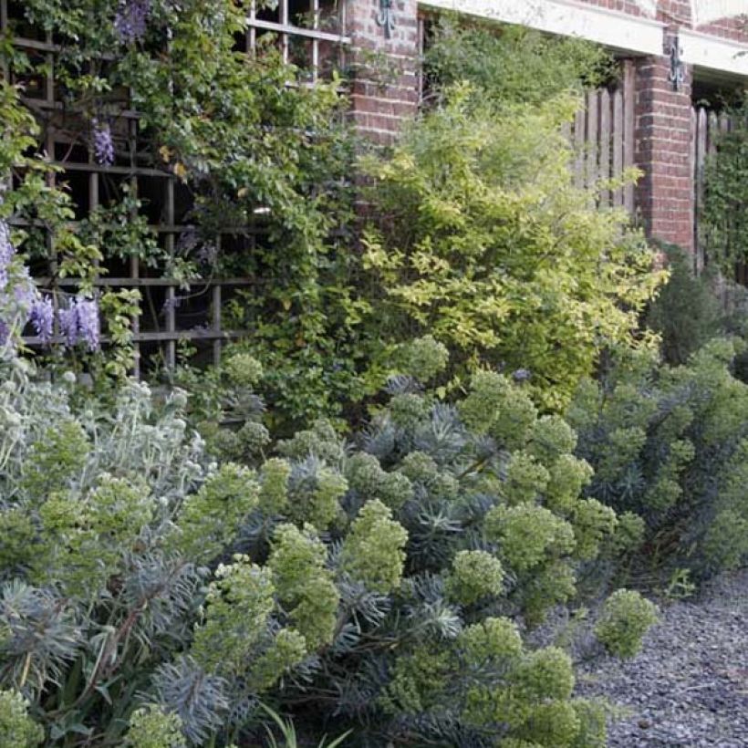Vahatyräkki ssp. characias (Kasvutapa)