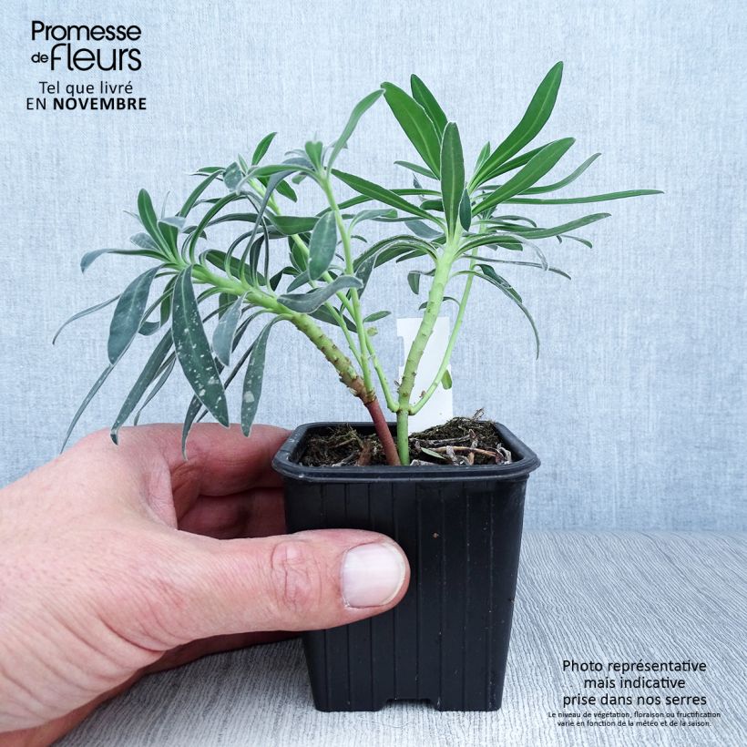 Esimerkki syksyllä toimitetusta Vahatyräkki - Euphorbia characias subsp. wulfenii 8/9 cm taimiruukku-taimesta