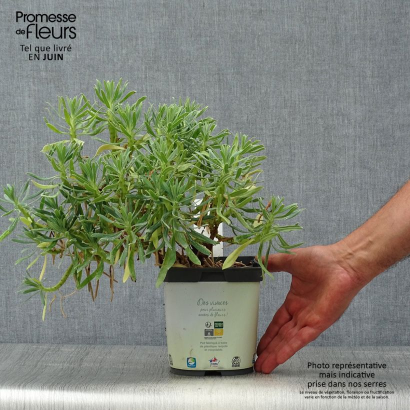 Esimerkki kesällä toimitetusta Vahatyräkki ssp. wulfenii Pot de 2L/3L-taimesta