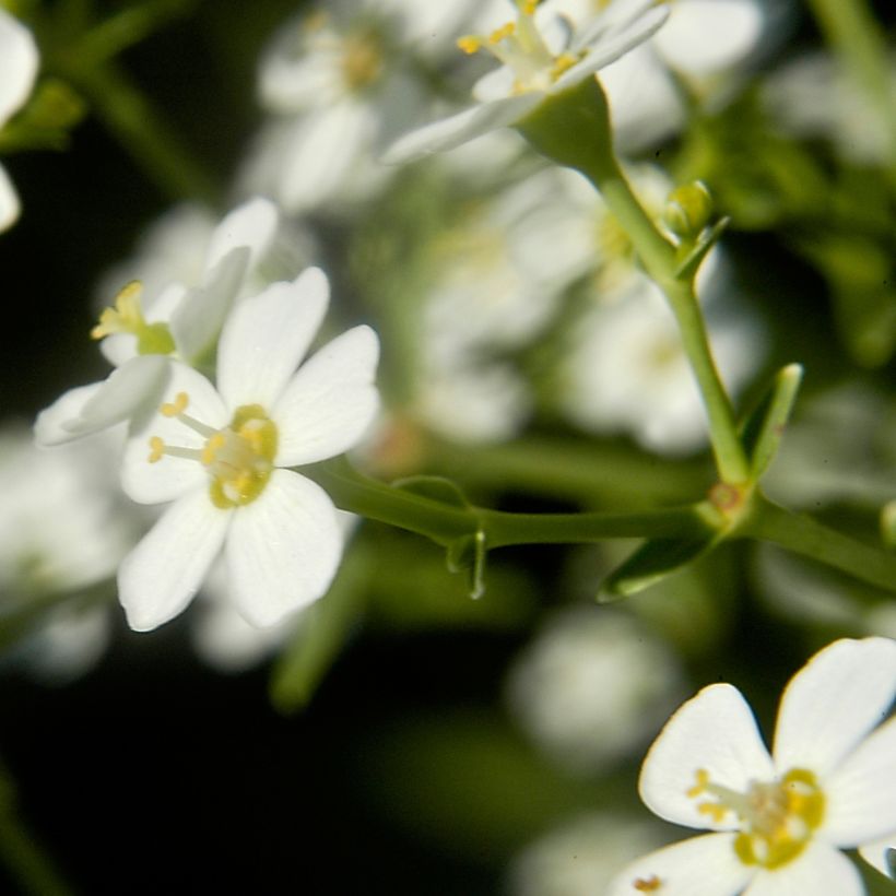 Tyräkki - Euphorbia corollata (Kukinta)