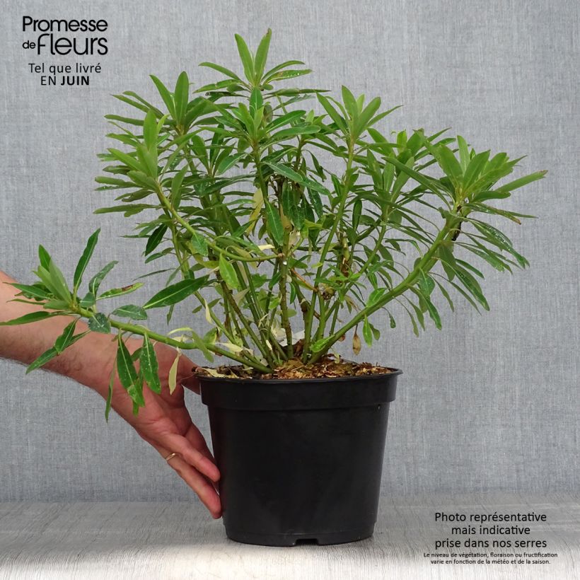 Esimerkki kesällä toimitetusta Mesityräkki - Euphorbia mellifera Ruukku 2L / 3L-taimesta