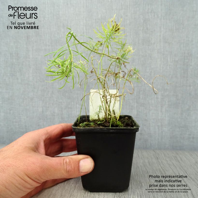 Esimerkki syksyllä toimitetusta Tarhatyräkki Clarice Howard 8/9 cm taimiruukku-taimesta