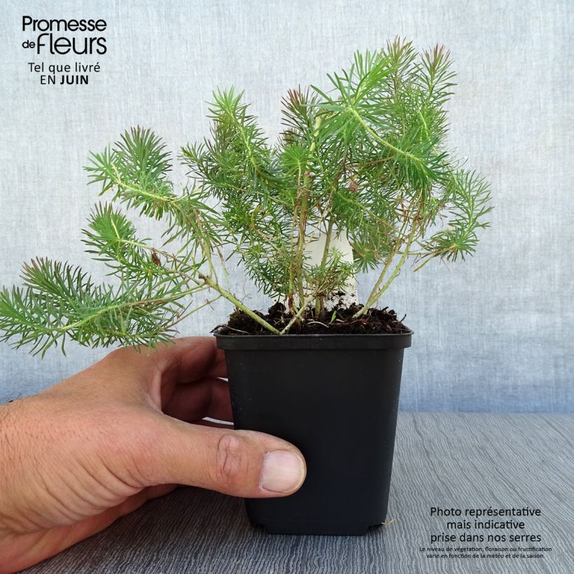 Esimerkki kesällä toimitetusta Tarhatyräkki Clarice Howard Godet de 8/9 cm-taimesta