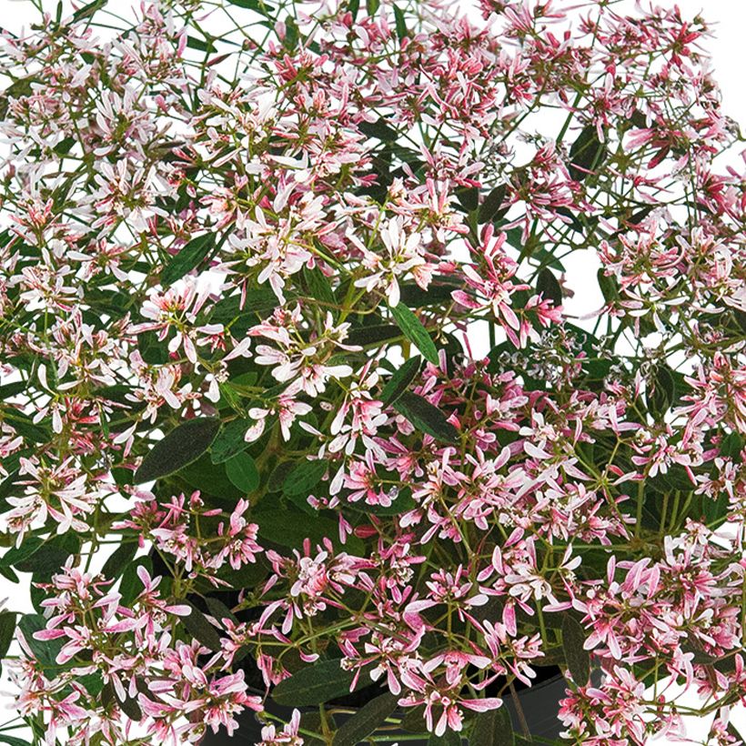Harsotyräkki Shades in Pink (Kukinta)