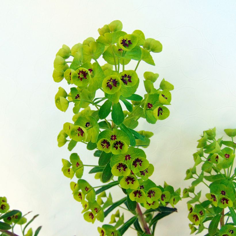 Tyräkki - Euphorbia x martinii (Lehvistö)