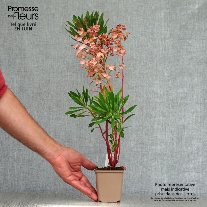 Esimerkki kesällä toimitetusta Tyräkki - Euphorbia x martinii Godet de 8/9 cm-taimesta