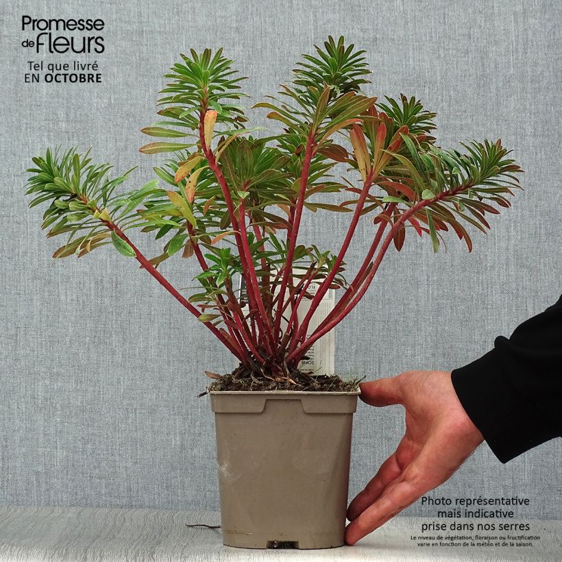 Esimerkki syksyllä toimitetusta Tyräkki - Euphorbia x martinii 2 litran/3 litran ruukku-taimesta