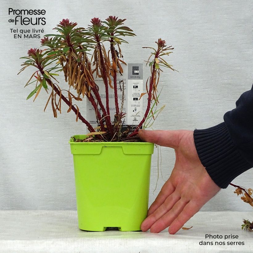Esimerkki keväällä toimitetusta Tyräkki - Euphorbia x martinii Pot de 2L/3L-taimesta