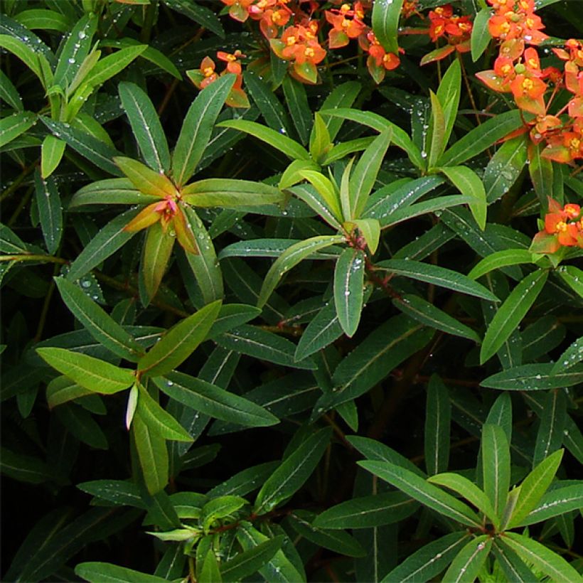Himalajantyräkki Dixter (Lehvistö)