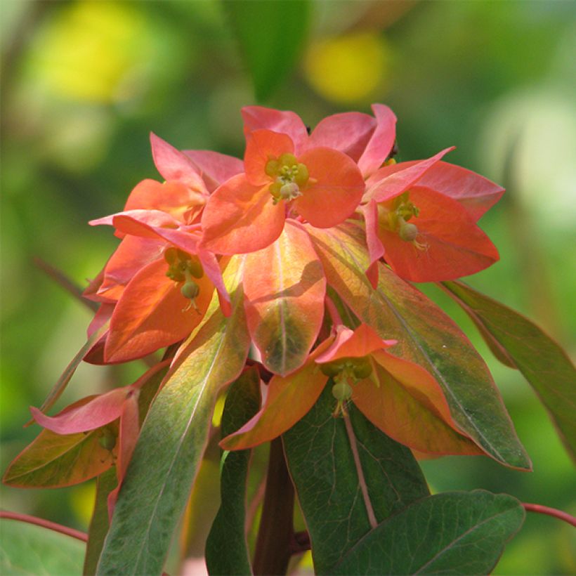 Himalajantyräkki Dixter (Kukinta)