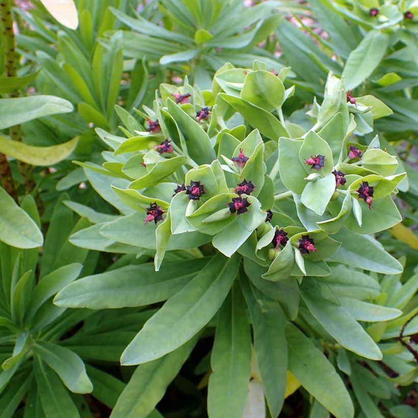 Tyräkki - Euphorbia glauca (Lehvistö)