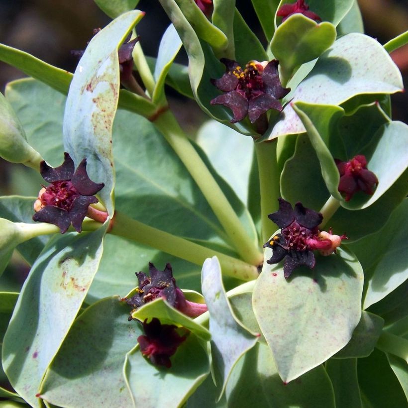 Tyräkki - Euphorbia glauca (Kukinta)