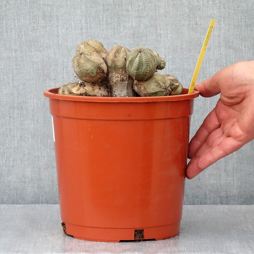 Esimerkki kesällä toimitetusta Euphorbia globosa - Euphorbe globuleuse Pot de 4L/5L, 18/20 diamètre-taimesta