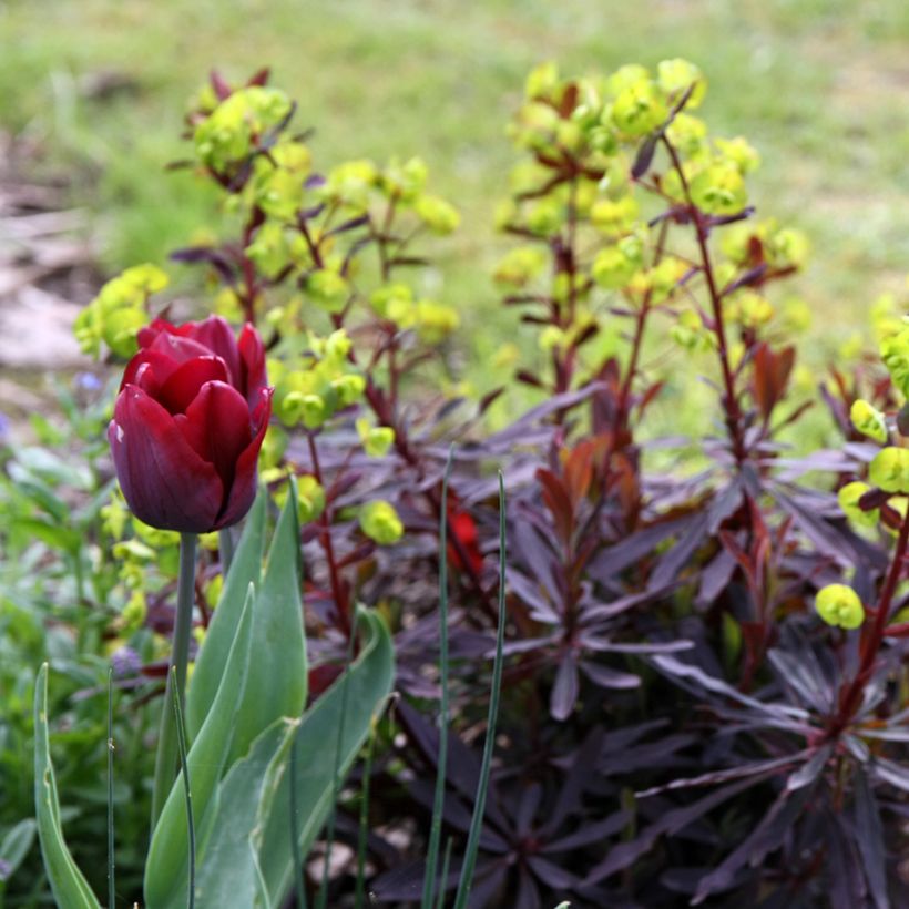 Mantelityräkki Purpurea (Kasvutapa)