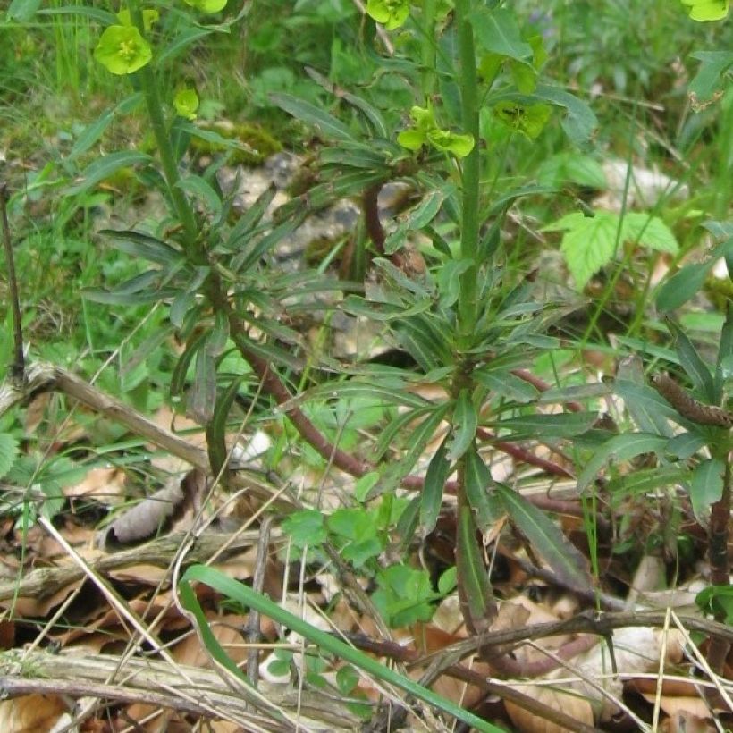 Mantelityräkki var. robbiae (Lehvistö)