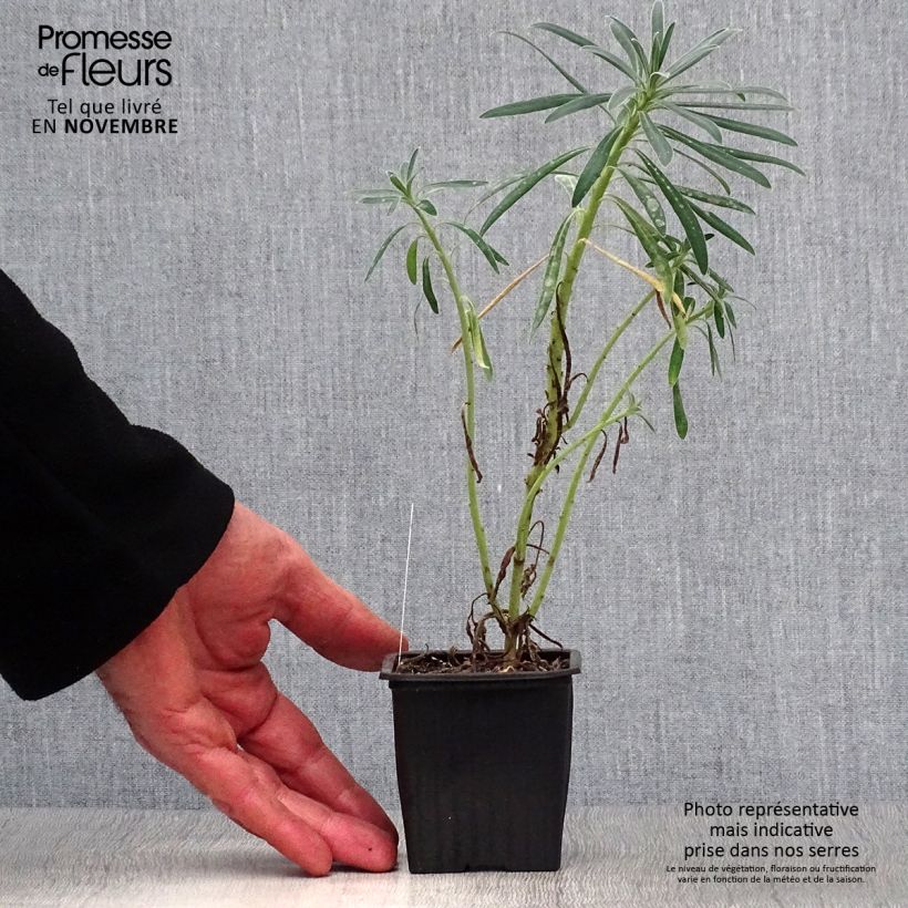 Esimerkki syksyllä toimitetusta Vahatyräkki - Euphorbia characias 8/9 cm taimiruukku-taimesta