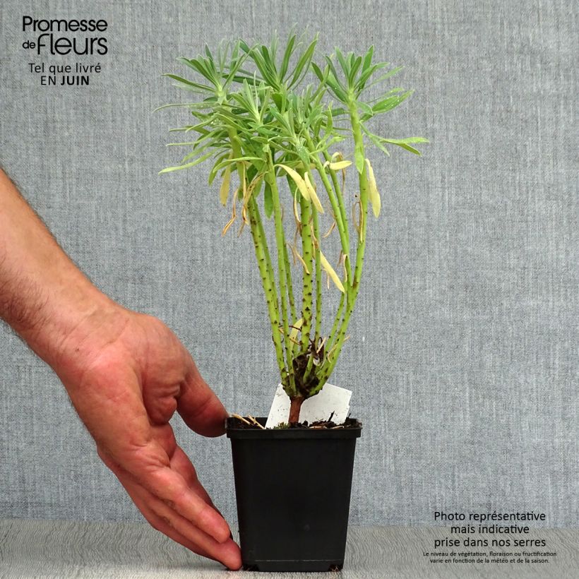 Esimerkki kesällä toimitetusta Vahatyräkki - Euphorbia characias Godet de 8/9 cm-taimesta