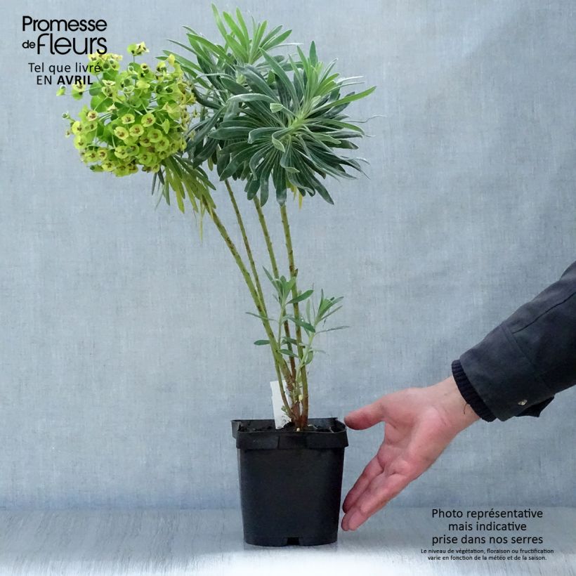 Esimerkki keväällä toimitetusta Vahatyräkki - Euphorbia characias Pot de 2L/3L-taimesta