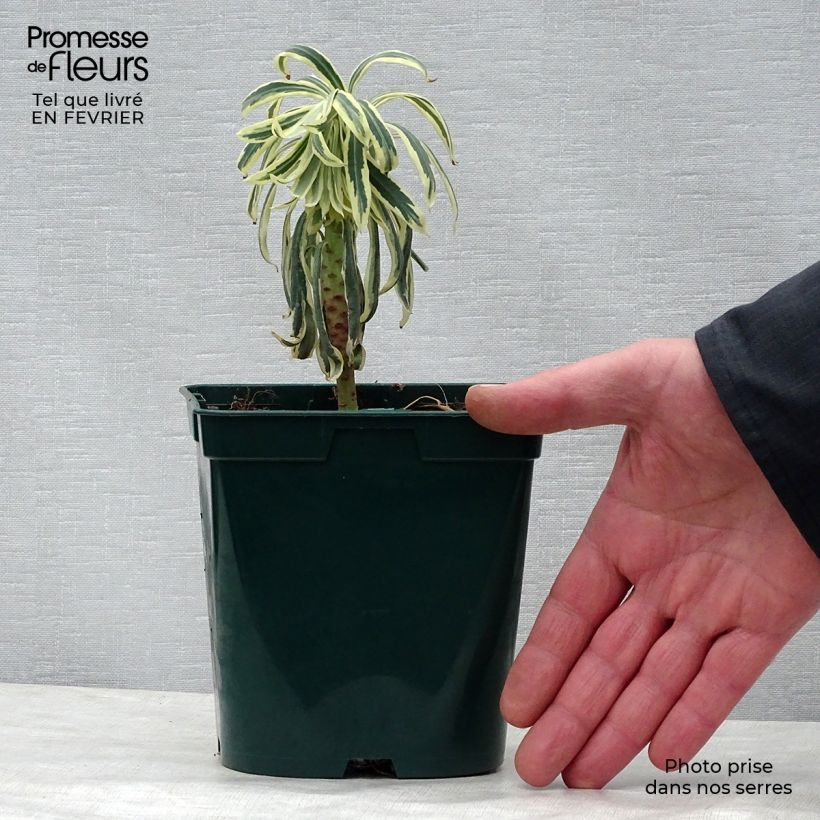 Esimerkki talvella toimitetusta Vahatyräkki Tasmanian tiger Pot de 1,5L/2L-taimesta