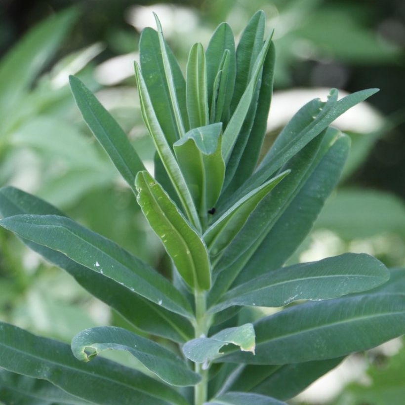 Vahatyräkki ssp. characias (Lehvistö)