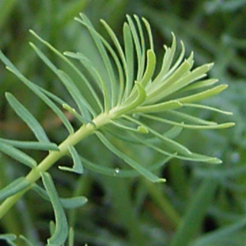 Tarhatyräkki - Euphorbia cyparissias (Lehvistö)