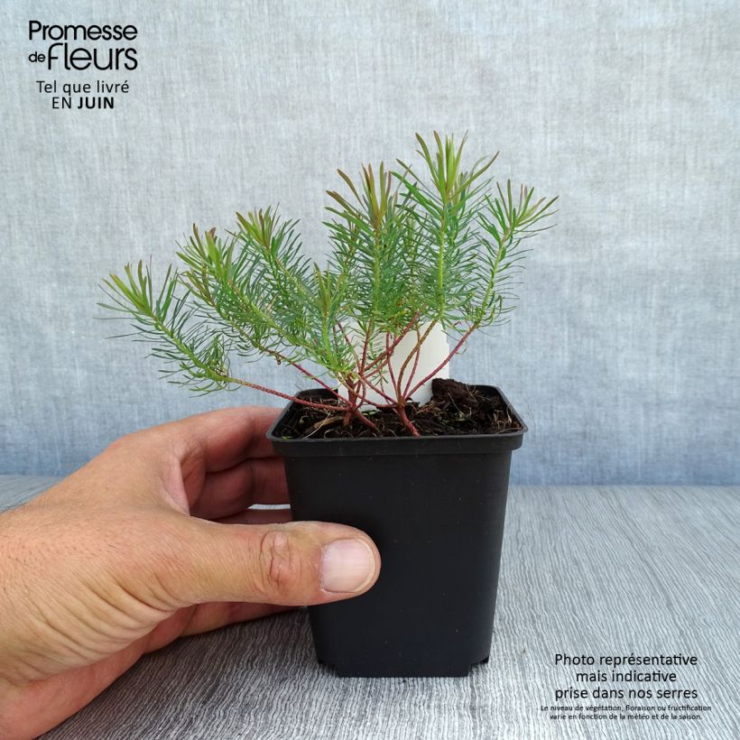 Esimerkki kesällä toimitetusta Tarhatyräkki Fens Ruby Godet de 8/9 cm-taimesta