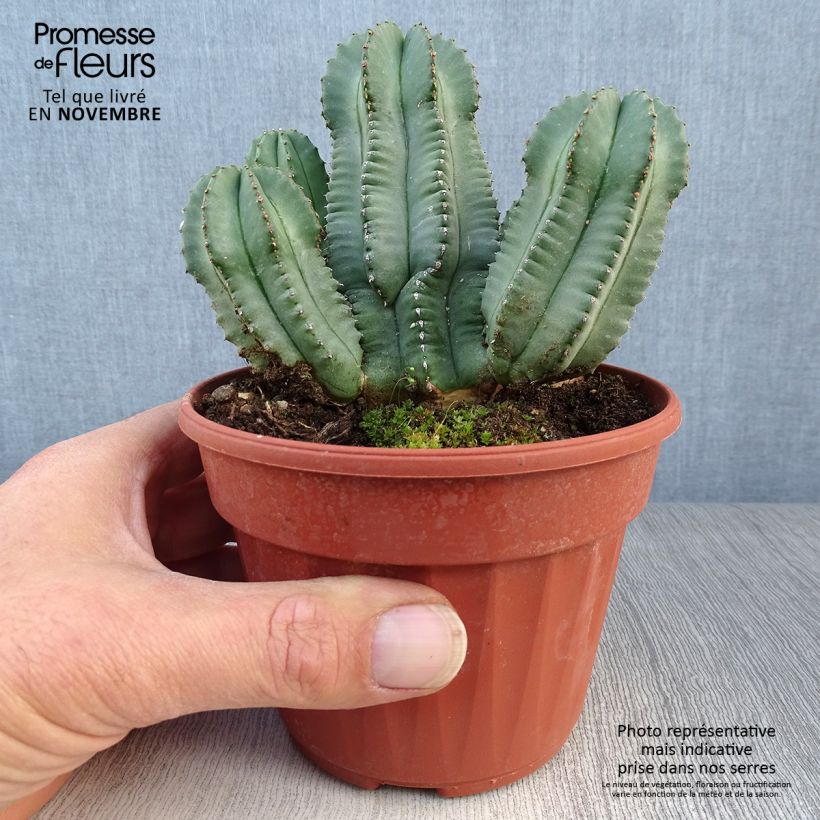 Esimerkki syksyllä toimitetusta Tyräkki Inermis 12 cm / 13 cm ruukku-taimesta