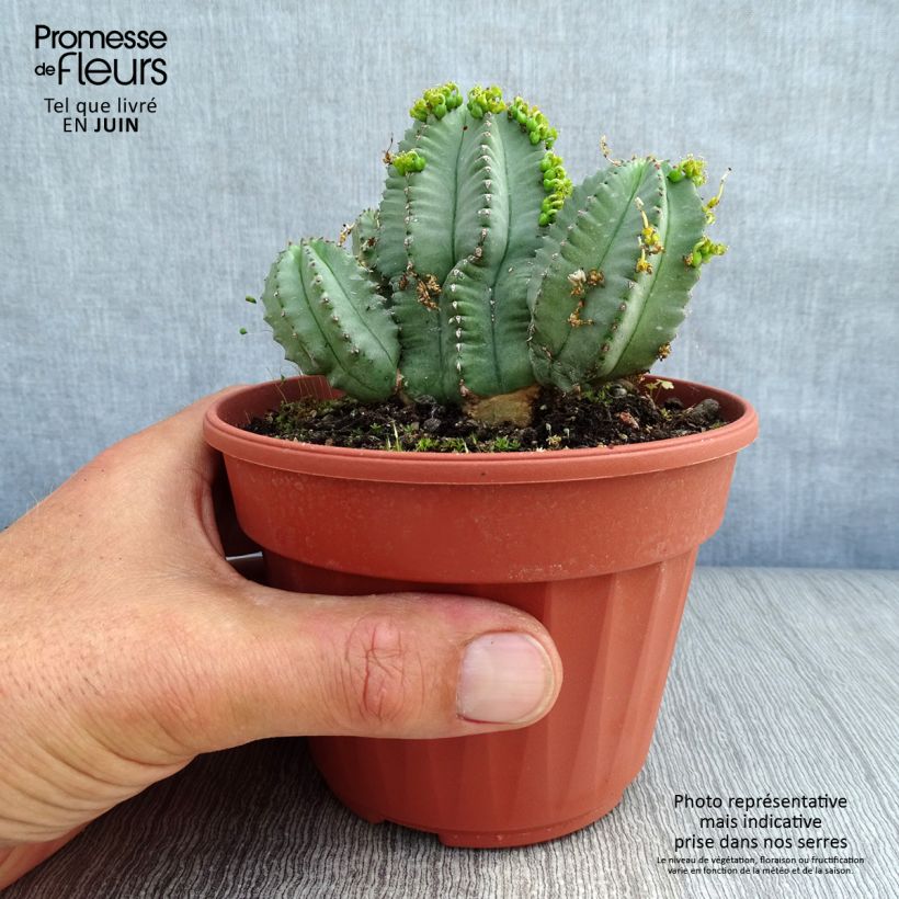 Esimerkki kesällä toimitetusta Tyräkki Inermis Pot de 12 cm / 13 cm-taimesta