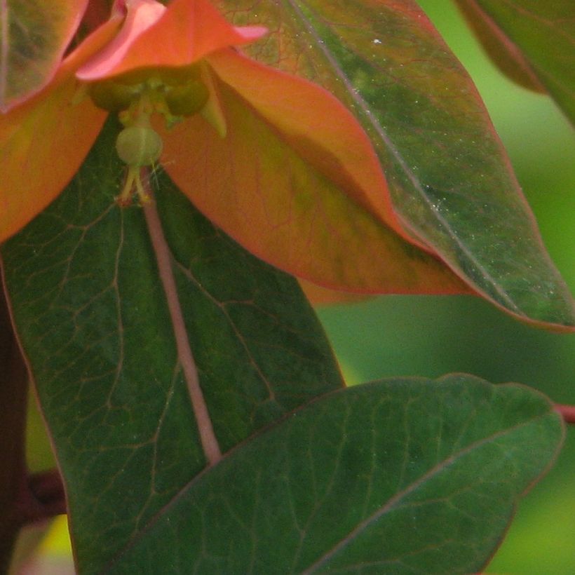 Himalajantyräkki - Euphorbia griffithii (Lehvistö)