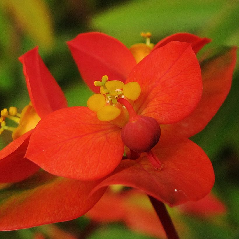 Himalajantyräkki - Euphorbia griffithii (Kukinta)
