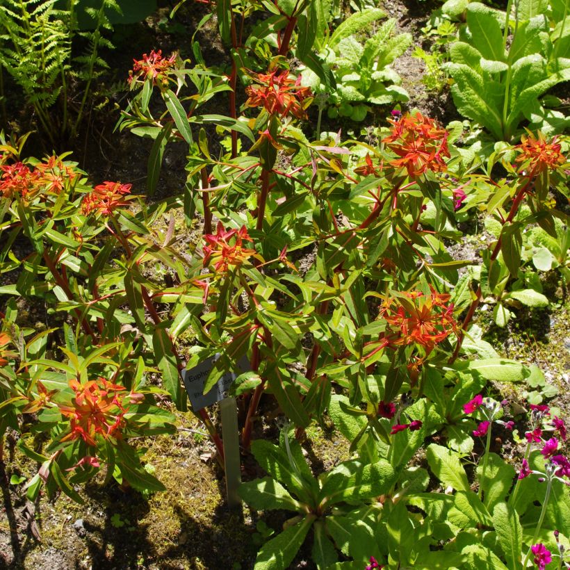 Himalajantyräkki - Euphorbia griffithii (Kasvutapa)