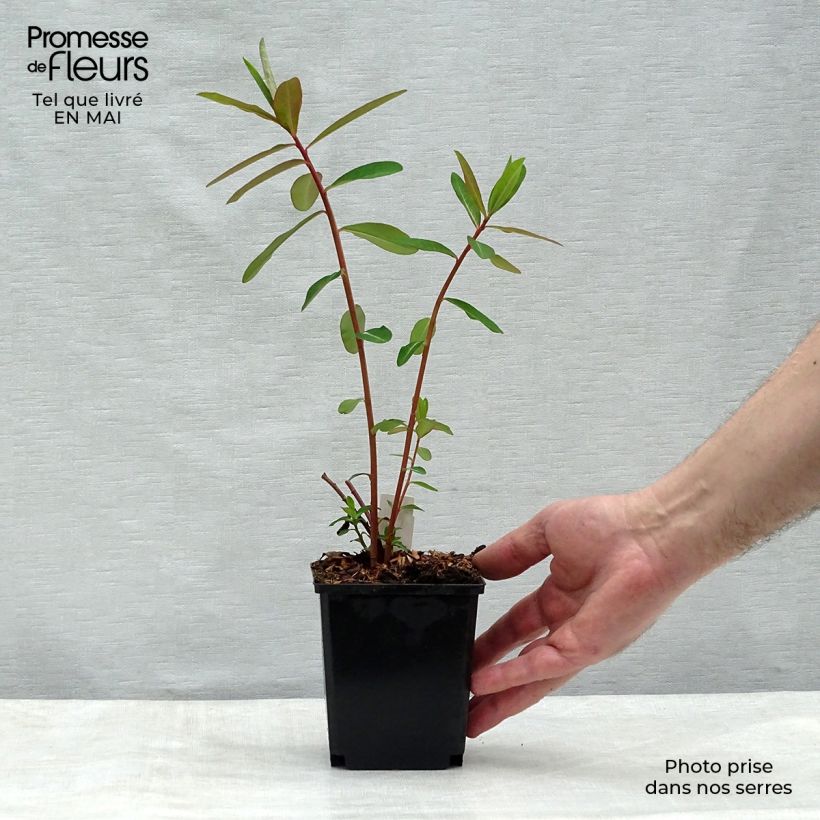Esimerkki keväällä toimitetusta Himalajantyräkki Fireglow Godet de 8/9 cm-taimesta
