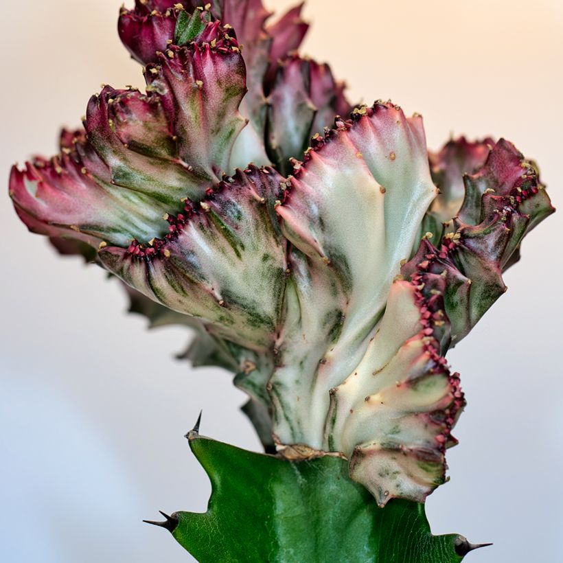 Kalliotyräkki Cristata (Lehvistö)