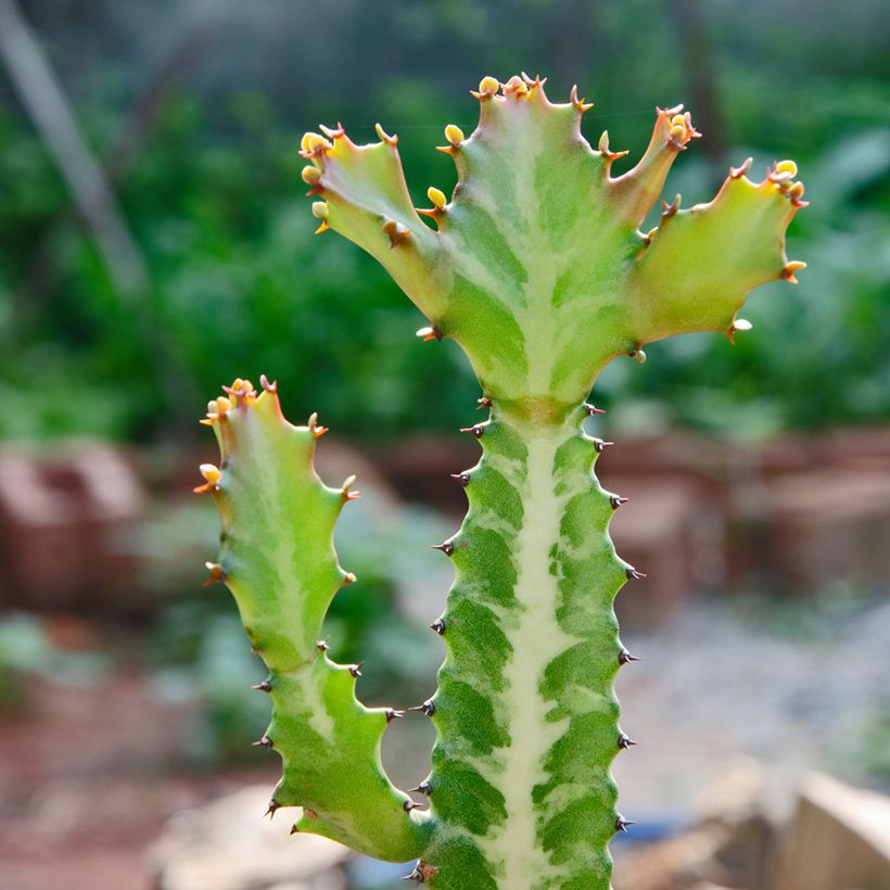 Kalliotyräkki - Euphorbia lactea (Lehvistö)
