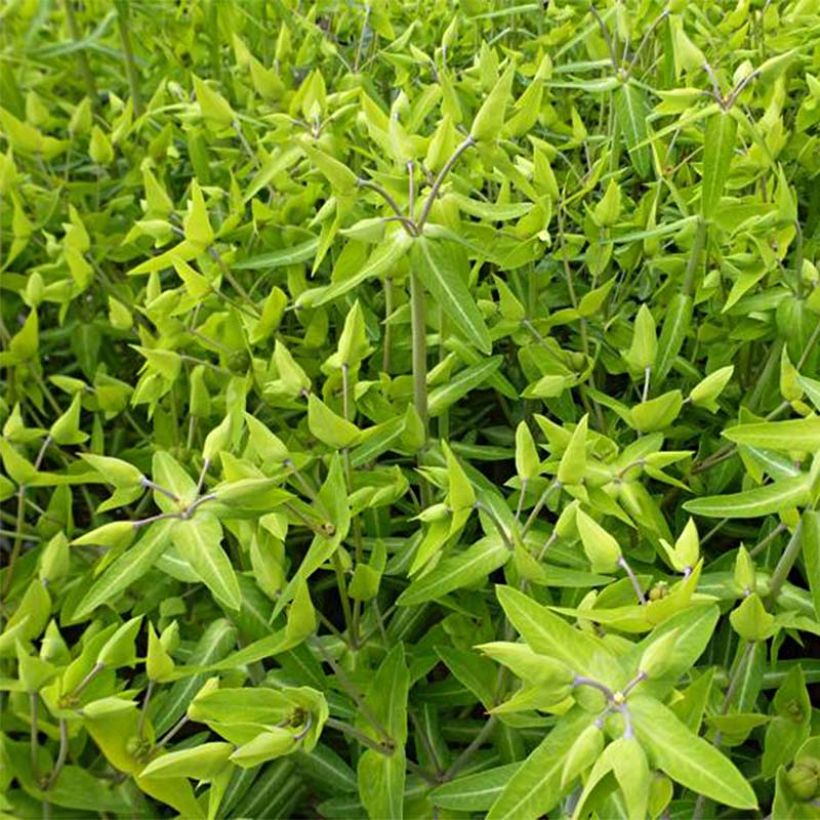 Ristityräkki - Euphorbia lathyris (Lehvistö)