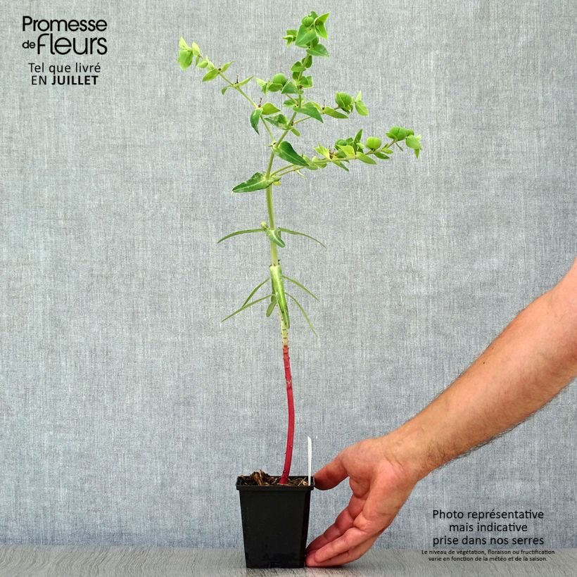 Esimerkki kesällä toimitetusta Ristityräkki - Euphorbia lathyris Taimiruukku 8/9 cm-taimesta