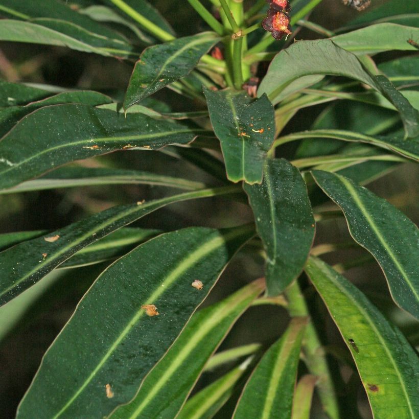Mesityräkki - Euphorbia mellifera (Lehvistö)