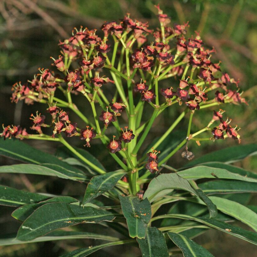Mesityräkki - Euphorbia mellifera (Kukinta)