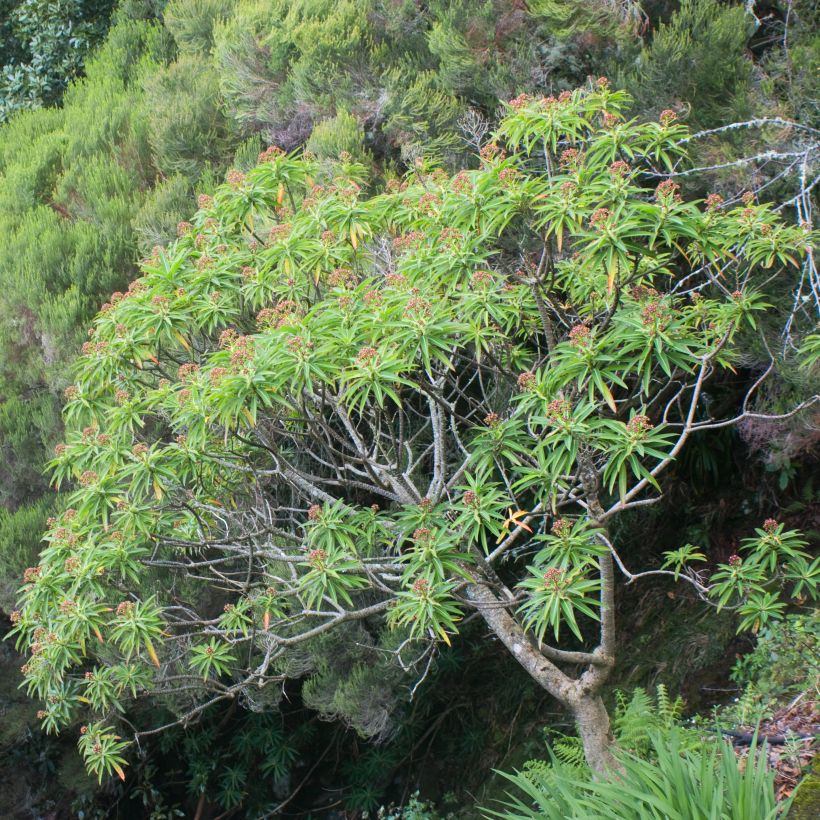 Mesityräkki - Euphorbia mellifera (Kasvutapa)