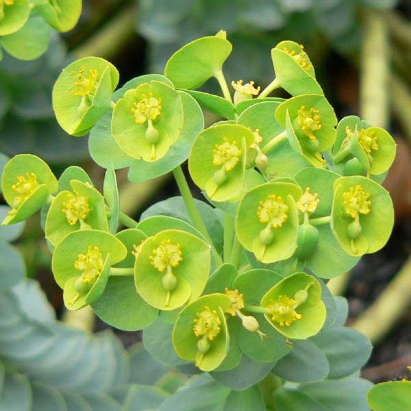 Rentotyräkki - Euphorbia myrsinites (Kukinta)