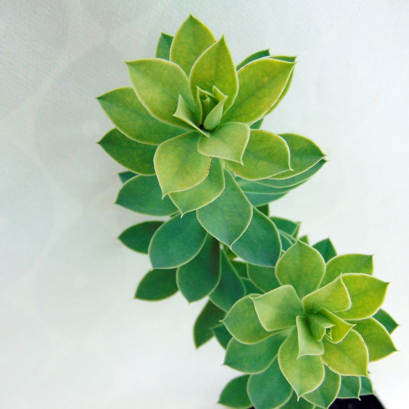 Rentotyräkki - Euphorbia myrsinites (Lehvistö)