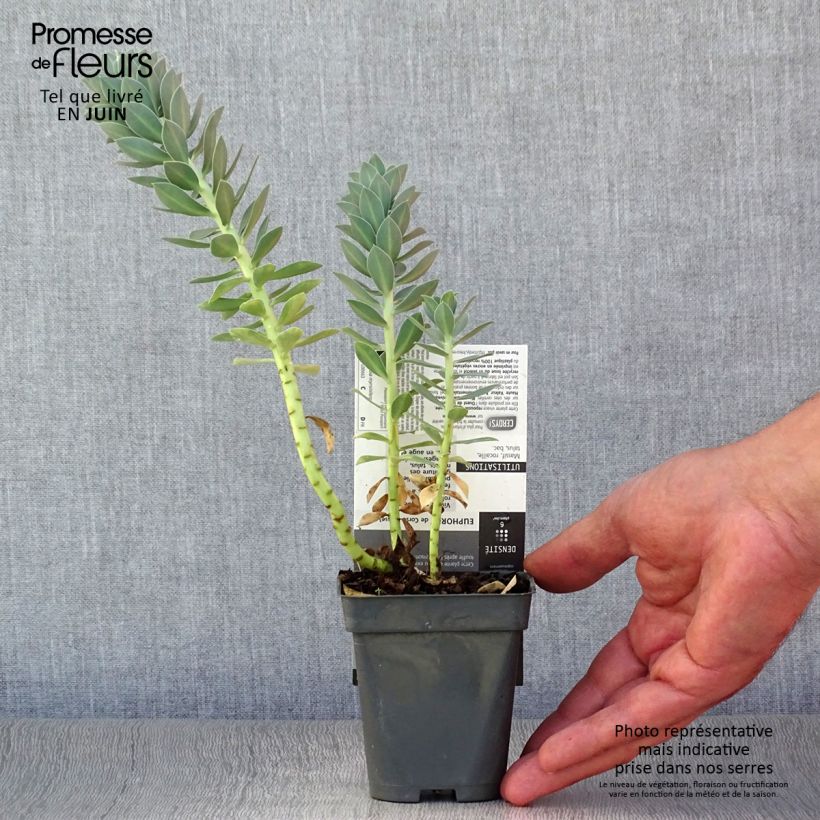 Esimerkki kesällä toimitetusta Rentotyräkki - Euphorbia myrsinites Taimiruukku 8/9 cm-taimesta