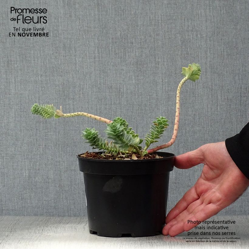 Esimerkki syksyllä toimitetusta Rentotyräkki - Euphorbia myrsinites 2 litran/3 litran ruukku-taimesta