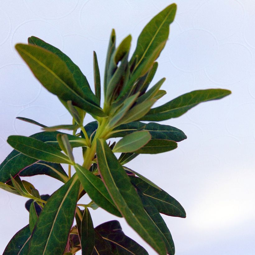 Rantatyräkki - Euphorbia palustris (Lehvistö)