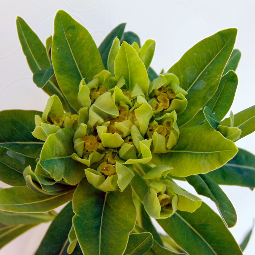 Rantatyräkki - Euphorbia palustris (Kukinta)