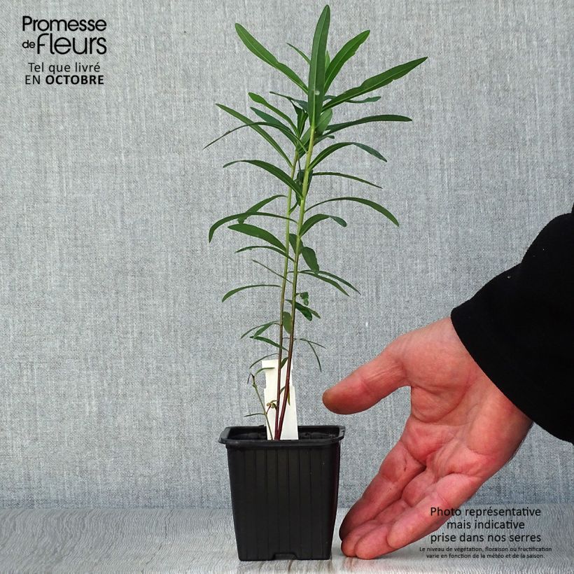 Esimerkki syksyllä toimitetusta Rantatyräkki - Euphorbia palustris 8/9 cm taimiruukku-taimesta