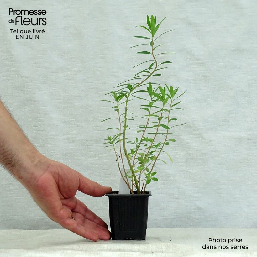 Esimerkki kesällä toimitetusta Rantatyräkki - Euphorbia palustris Taimiruukku 8/9 cm-taimesta
