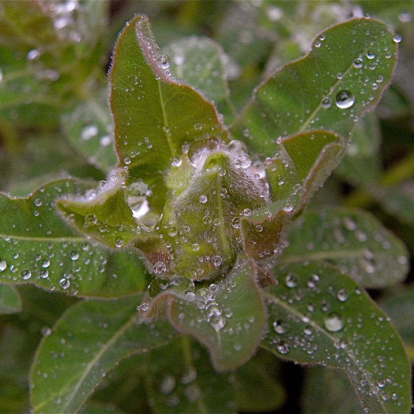 Kultatyräkki - Euphorbia polychroma (Lehvistö)