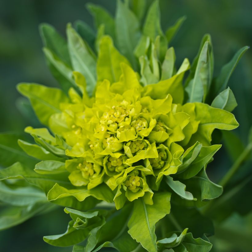 Kultatyräkki - Euphorbia polychroma (Kukinta)